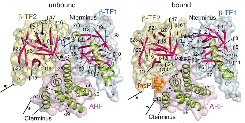 Figure 1: Structures of the ligand-binding domain (LBD) of inositol trisphosphate (InsP3) receptor...